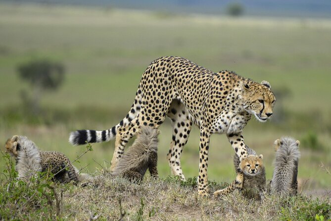 3-Days Masai Mara 4 x 4 Safari from Nairobi - The Great Rift Valley stop: photos, views, and quick perspective