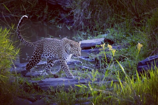3-Days Masai Mara 4 x 4 Safari from Nairobi - Vehicle, guides, and what you’ll actually feel on safari