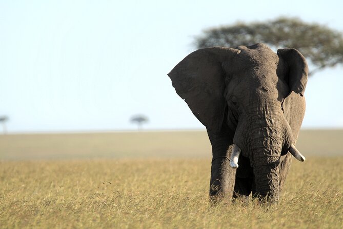 3-Days Masai Mara 4 x 4 Safari from Nairobi - Price and value: what your money covers (and what it doesn’t)