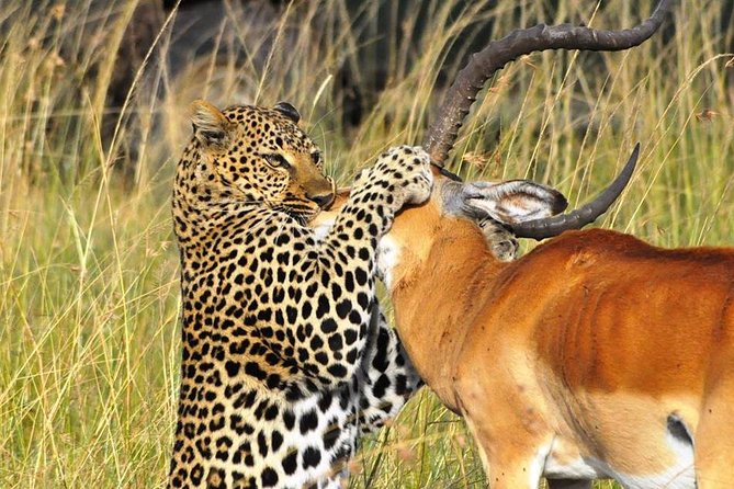 3-Days Masai Mara 4 x 4 Safari from Nairobi - What to pack and how to get the most from 3 days