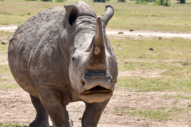 3 Days Masai Mara Luxury Safari - Nairobi to Masai Mara: The Rhythm of a Luxury Safari