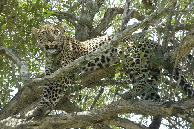 3 Days Masai Mara Luxury Safari - Day 1 in Masai Mara Reserve: Lunch, Check-In, Then Golden-Hour Game Drive