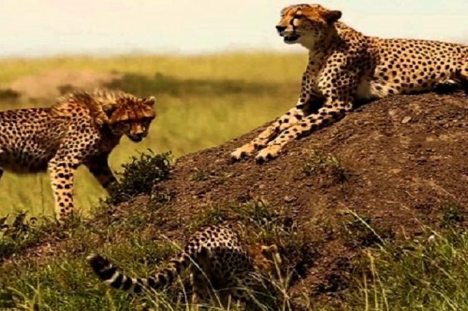 3 days masai mara safari from Nairobi - Why the small group (max 8) makes the drives better