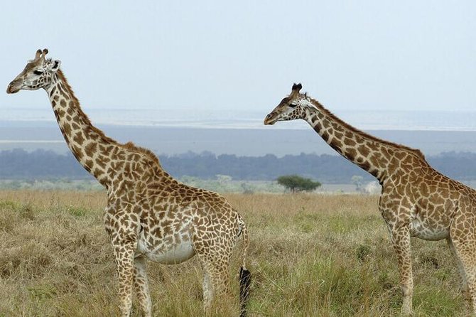 3 days masai mara safari from Nairobi - Optional Maasai village visits and the hot air balloon add-on
