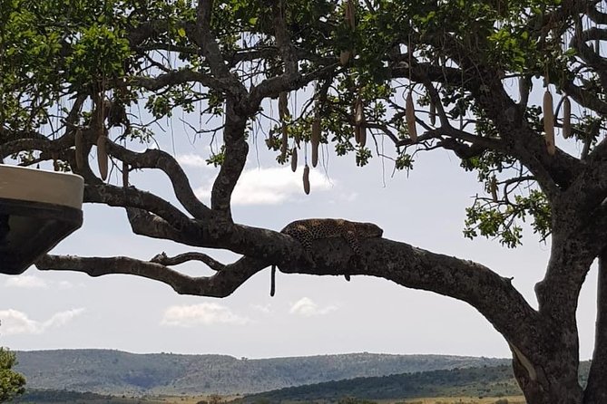 3 Days Masai Mara Safari Group Joining (Daily Departures) - The Mara River full day: migration-area chances and shoreline sightings
