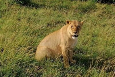 3 Days Masai Mara Safari Group Joining (Daily Departures) - Mara Triangle late-afternoon drive: your first wildlife hit