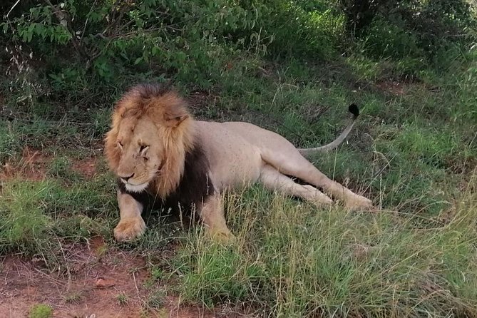 3 Days Masai Mara Safari Group Joining (Daily Departures) - Masai village add-ons: cultural time without forcing it
