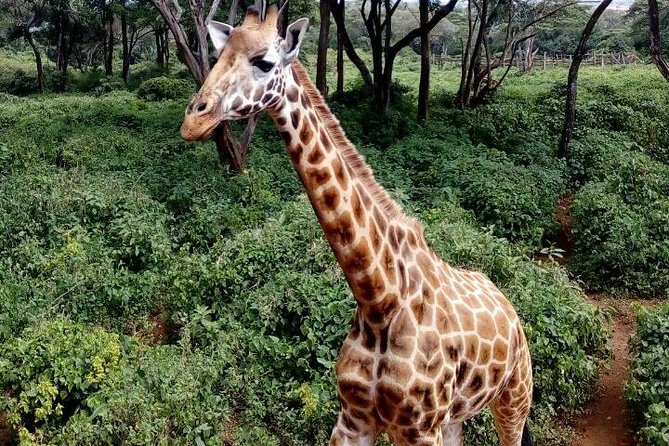 3 Days Masai Mara Safari Group Joining (Daily Departures) - Price breakdown: what you’re paying for (and what makes it feel fair)
