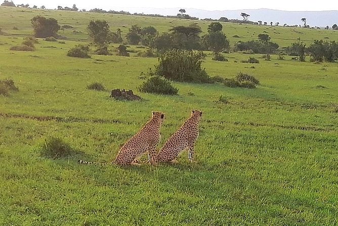 3 Days Masai Mara Safari Group Joining (Daily Departures) - What “meals included” changes for your safari brain