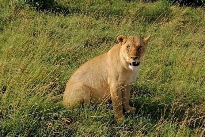 3 Days Masai Mara Safari Group Joining (Daily Departures) - Mara Triangle late-afternoon drive: your first wildlife hit