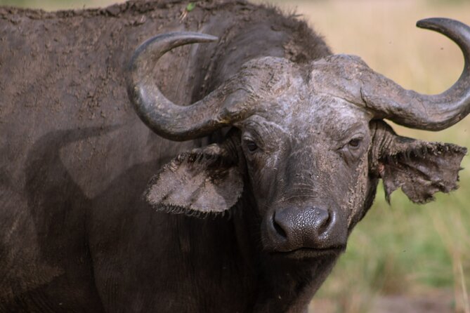 3 Days Murchison Falls Adventure Wildlife Safari Uganda Tour - Murchison Falls and Kabalega Falls: why the 43m drop is the headline