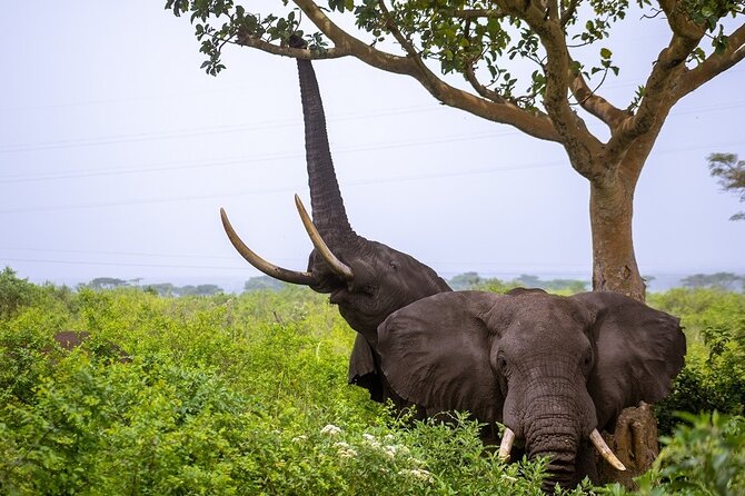 3 Days Murchison Falls Adventure Wildlife Safari Uganda Tour - What you’re paying $1,300 for (and what makes it feel fair)