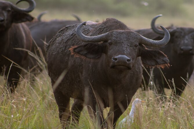 3 Days Murchison Falls Adventure Wildlife Safari Uganda Tour - Lodging and meals: the comfort side of a wildlife-heavy trip