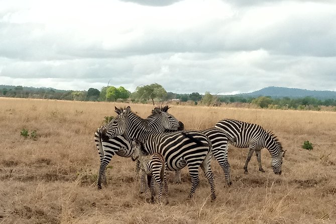 3 Days Safari to Mikumi NP - Accommodation Inside the Park - Key Highlights You’ll Care About