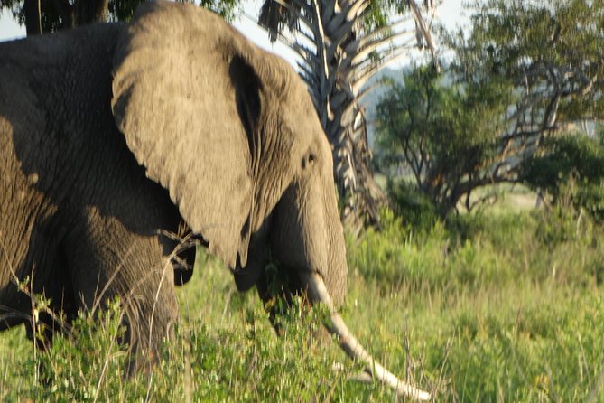 3 Days Safari to Mikumi NP - Accommodation Inside the Park - Mikumi in Three Days: How the Timing Works