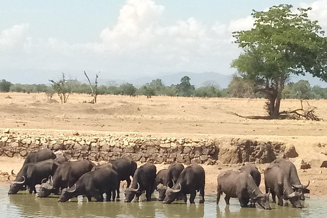 3 Days Safari to Mikumi NP - Accommodation Inside the Park - Comfort, Packing, and Small Logistics That Matter