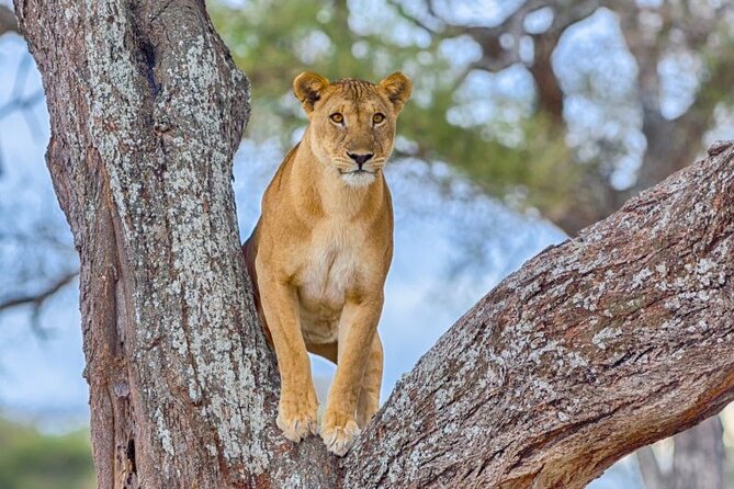 3 Days Safari to Serengeti National Park & Ngorongoro Crater in Tanzania - Serengeti and Ngorongoro: Why This 3-Day Combo Works