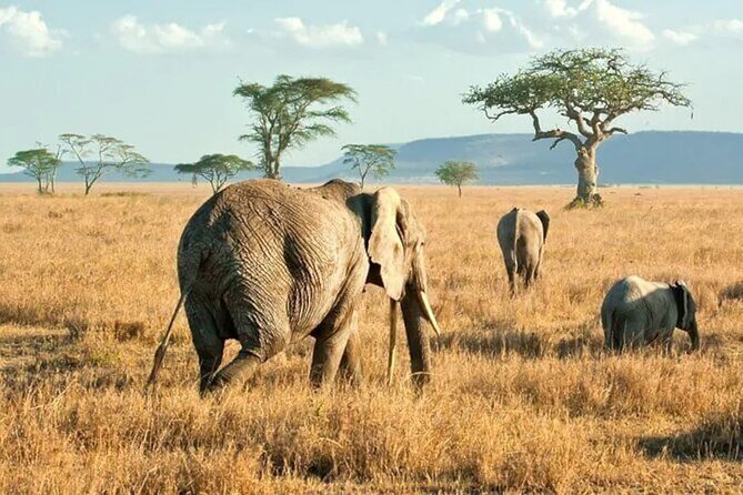 3 Days Safari to Serengeti National Park & Ngorongoro Crater in Tanzania - Day 3: Descending 19.2 km Into Ngorongoro Crater for Big Five Viewing