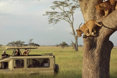 3 Days Safari to Serengeti National Park & Ngorongoro Crater in Tanzania - The Private 4x4 and Small Group Setup (Max 7)