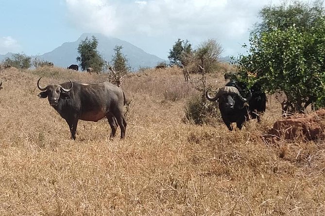 3 days safari Tsavo East and Taita hills (Saltlick lodge) - Voi Safari Lodge or Voi Wildlife Lodge: Your Mid-Trip Reset