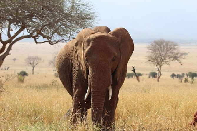 3 days safari Tsavo East and Taita hills (Saltlick lodge) - The Animal-Sighting Expectation: What Reviews Point Toward