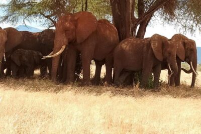 3 days safari Tsavo East and Taita hills (Saltlick lodge) - Tsavo East to Taita Hills: A Two-Park Safari in One Breath