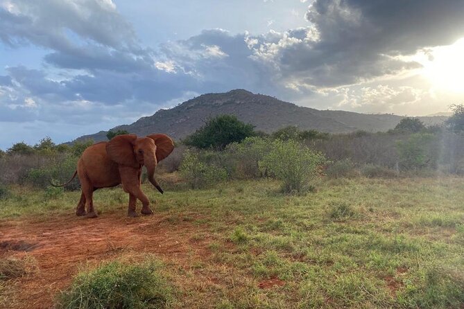 3 days safari Tsavo East and Taita hills (Saltlick lodge) - Price and Value: What $900 Buys for a Private 3-Day Safari