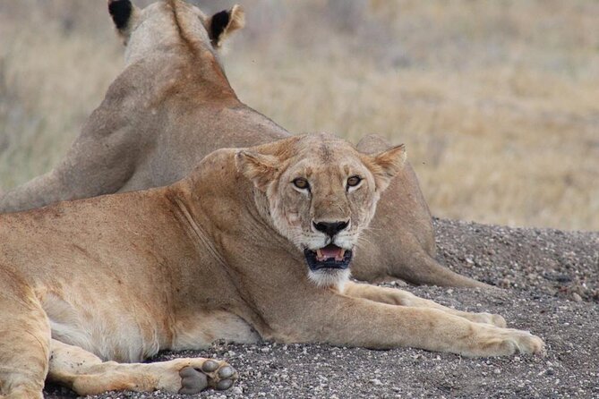 3 days safari Tsavo East and Taita hills (Saltlick lodge) - Timing, Transport, and Comfort on Three Moving Days