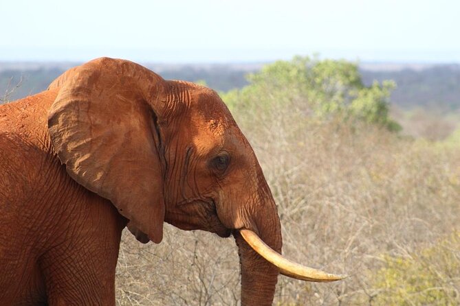 3 days safari Tsavo East and Taita hills (Saltlick lodge) - Should You Book This Tsavo East and Taita Hills Safari?
