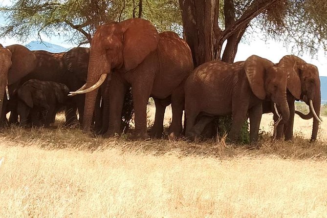 3 days safari Tsavo East and Taita hills (Saltlick lodge) - Tsavo East to Taita Hills: A Two-Park Safari in One Breath