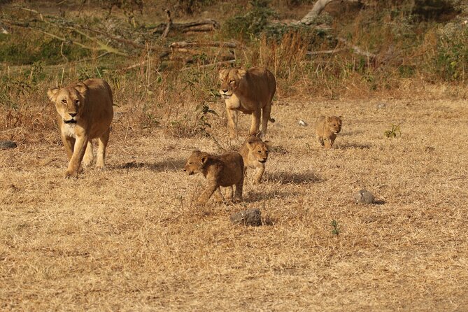 3 Days Serengeti & Ngorongoro Group Camping Safari - Key points to know before you go