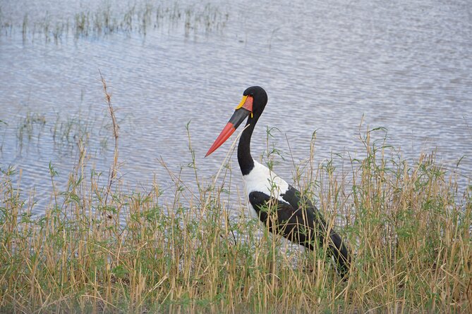 3 Days Serengeti & Ngorongoro Group Camping Safari - What “group camping safari” actually means on the ground