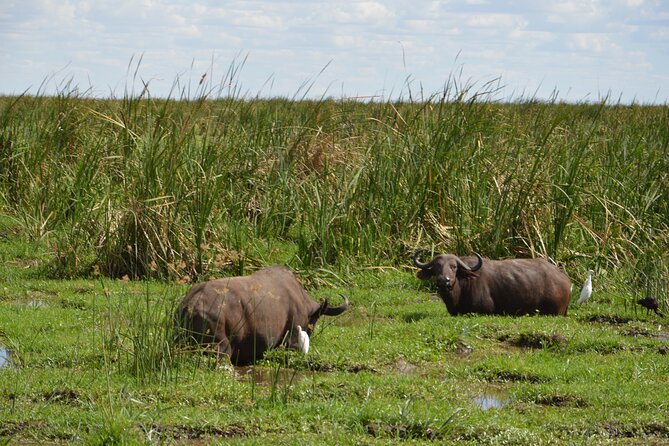 3 Days Serengeti & Ngorongoro Group Camping Safari - Day 2: Serengeti to Ngorongoro Crater rim with a big wildlife focus