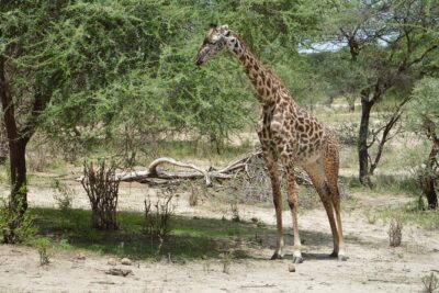 3 Days Serengeti & Ngorongoro Group Camping Safari - Day 1: From Arusha to Serengeti, then evening game drive at Seronera