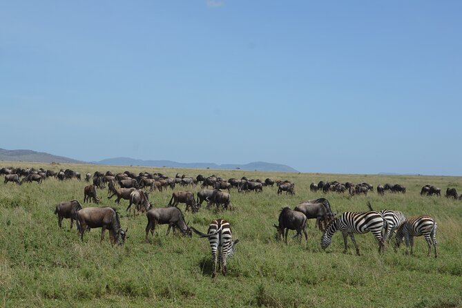 3 Days Serengeti & Ngorongoro Group Camping Safari - Price and logistics: is $815 good value here?