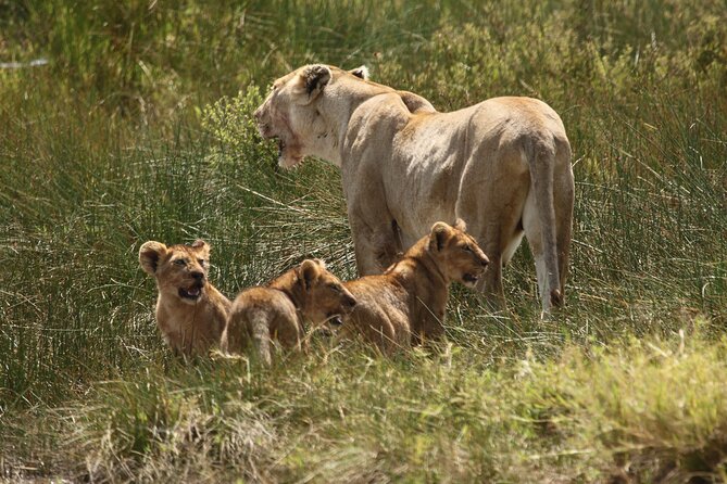3 Days Serengeti & Ngorongoro Group Camping Safari - Transfers, meeting point, and how the schedule feels