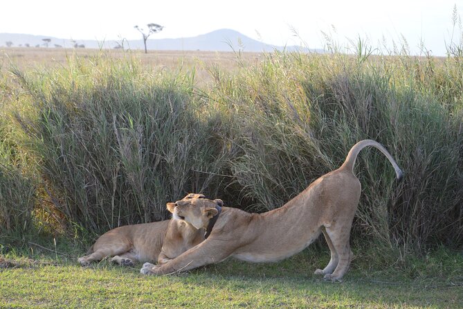3 Days Serengeti & Ngorongoro Group Camping Safari - Wildlife spotting: what you can realistically aim for