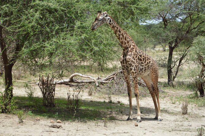 3 Days Serengeti & Ngorongoro Group Camping Safari - Day 1: From Arusha to Serengeti, then evening game drive at Seronera