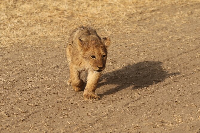 3 Days Tarangire, Ngorongoro & Lake Manyara Group Camping Safari - A 3-park wildlife loop that fits real time