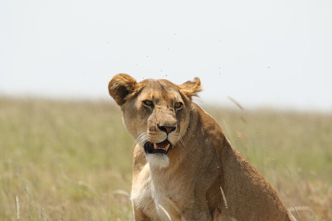 3 Days Tarangire, Ngorongoro & Lake Manyara Group Camping Safari - Ngorongoro Crater Day 2: the 600-meter drop, predator chances, and Lake Magadi