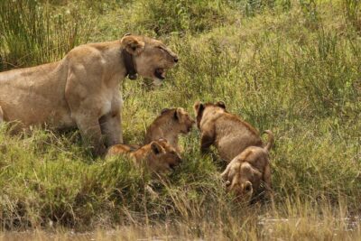 3 Days Tarangire, Ngorongoro & Lake Manyara Group Camping Safari - Day 1 in Tarangire: elephants, baobabs, and a calm landing at Twiga campsite