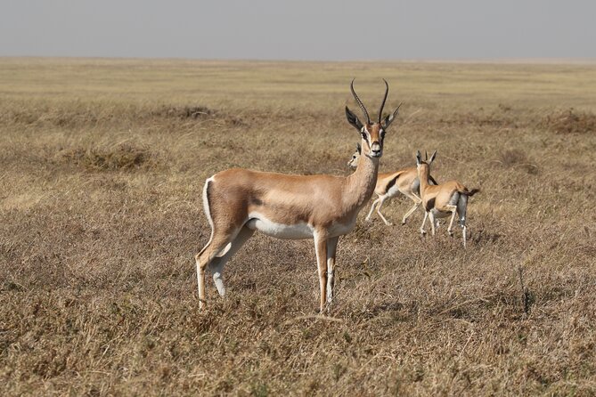 3 Days Tarangire, Ngorongoro & Lake Manyara Group Camping Safari - Lake Manyara Day 3: layered habitats, baboons, and tree-climbing lions