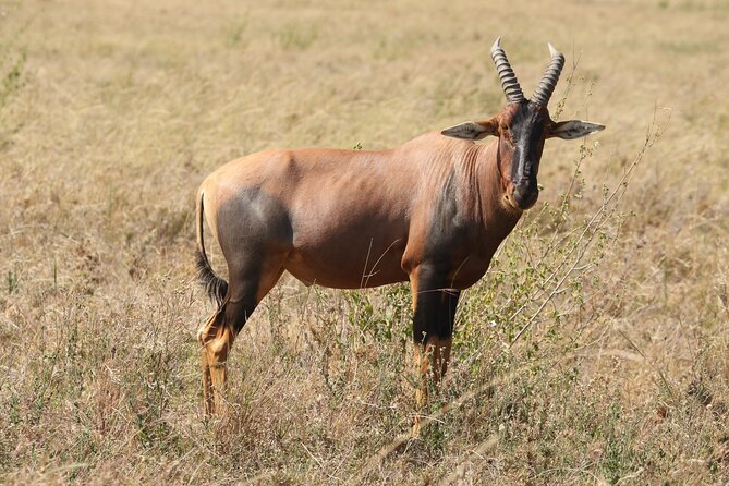 3 Days Tarangire, Ngorongoro & Lake Manyara Group Camping Safari - Camping value: what included meals and a campsite location really do for you