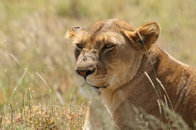 3 Days Tarangire, Ngorongoro & Lake Manyara Group Camping Safari - Price and what you’re really buying for $700