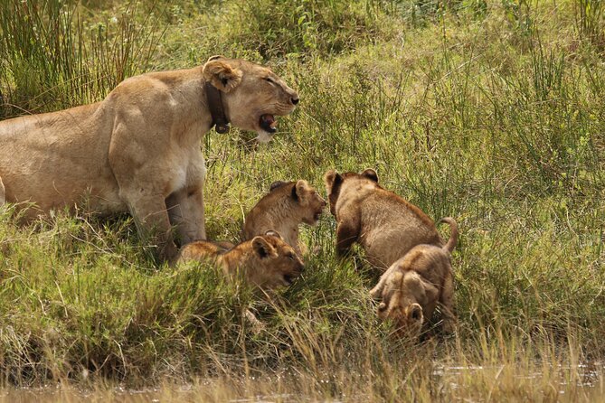 3 Days Tarangire, Ngorongoro & Lake Manyara Group Camping Safari - Day 1 in Tarangire: elephants, baobabs, and a calm landing at Twiga campsite