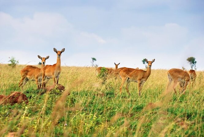 3 Days Wild Tour Queen Elizabeth National Park Safari Uganda - Quick takeaways for this Queen Elizabeth safari