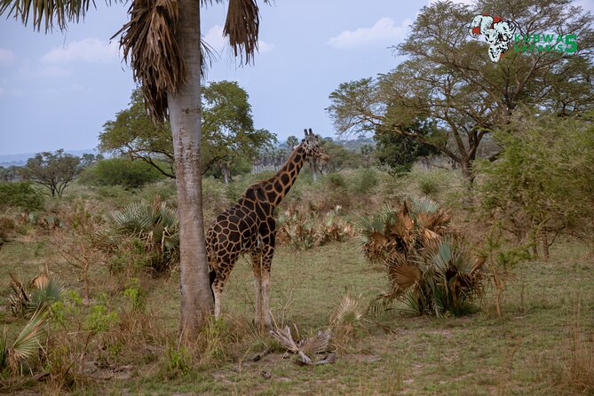 3 Days Wild Tour Queen Elizabeth National Park Safari Uganda - Day 1 in Kampala: Mabamba Swamp stop plus markets and street food