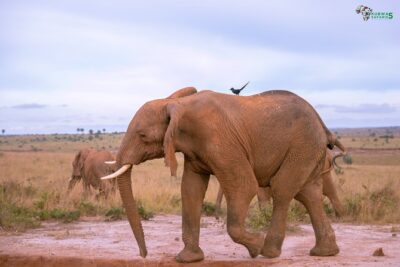 3 Days Wild Tour Queen Elizabeth National Park Safari Uganda - Day 3 on the Kazinga Channel and the Green Equator stop