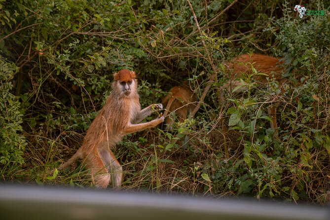 3 Days Wild Tour Queen Elizabeth National Park Safari Uganda - Transport, vehicles, and timing: private movement that saves energy
