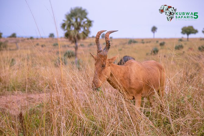 3 Days Wild Tour Queen Elizabeth National Park Safari Uganda - Lodges and meals: where comfort supports early starts